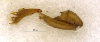 Media type: image;   Entomology 27502 Aspect: body parts